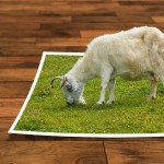 Sheep eating grass on wooden floor